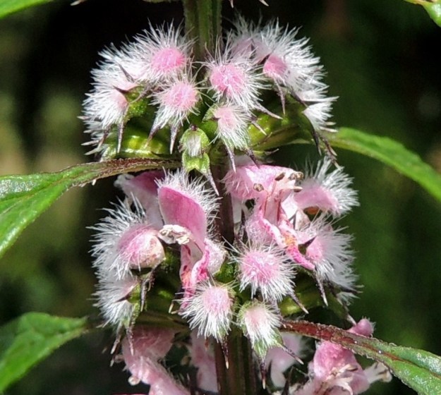 Leonurus cardiaca subsp. cardiaca - rohtonukulan subsp. lännenrohtonukulan teriöstä pilkistää ensin verhiön suulta vain ylähuulen valkoinen karvoitus. Esiin noussut nuppu on ensin tiivis karvapallo, kunnes kupera ylähuuli avautuu ja paljastaa torven nielun, heteet ja emin. Kuten kuvasta on hyvin nähtävissä, pölyttyneen kukan ylähuuli nousee ensin pystyyn ja rullautuu sen jälkeen taaksepäin. Se on tarkoituksenmukainen viesti pölyttäjille, että mettä ei enää löydy. 30.7.2015. Copyright Hannu Kämäräinen.