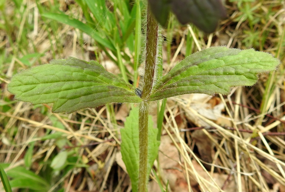 Ajuga genevensis - hammasakankaalin ylemmät varsilehdet ovat ruodittomia ja soikeita, puikeita tai pitkänpyöreitä. Niiden lapa on yleensä noin 4-7 cm pitkä ja noin 1,5-3,5 cm leveä sekä isohampainen. Yläpinnan karvoitus vaihtelee lähes kaljusta tiheähkösti lyhytkarvaiseen. Runsainta karvoitus on lehden laidoilla. Varsi on nelisärmäinen ja kauttaaltaan valkoisen hapsikarvainen. Rönsyakankaalilla, A. reptans, varren karvoitus rajoittuu vain kahteen vastakkaiseen syrjään. 11.6.2017. Copyright Hannu Kämäräinen.