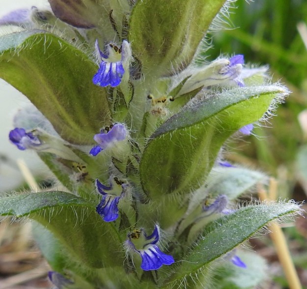 Ajuga pyramidalis - kartioakankaalin teriön huulet ovat ulkopinnaltaan pitkäkarvaiset. Ylähuuli on kaksiliuskainen ja vain noin 1 mm pitkä. Alahuuli on kolmiliuskainen ja yleensä noin 5 mm pitkä. Sivuliuskat ovat pienet ja pääliuska on kärkeään kohti levenevä ja useimmiten lovipäinen sekä päästään noin 3-4 mm leveä. Heteitä on neljä ja niiden ponnet yltävät enintään hieman teriön ylähuulta ulommaksi. Emi on yksivartaloinen ja lyhyesti kaksiluottinen. Kukan verhiö on tavallisesti noin 7-8 mm pitkä ja 5-liuskainen. Liuskat ovat kapean kolmiomaiset ja teräväkärkiset sekä noin 5 mm pitkät. EH, Riihimäki, Kenkiä, Kenkiäntieltä, n. 400 m tien alusta, itään lähtevä metsätieura ja sen laiteet, 2.6.2020. Copyright Hannu Kämäräinen.
