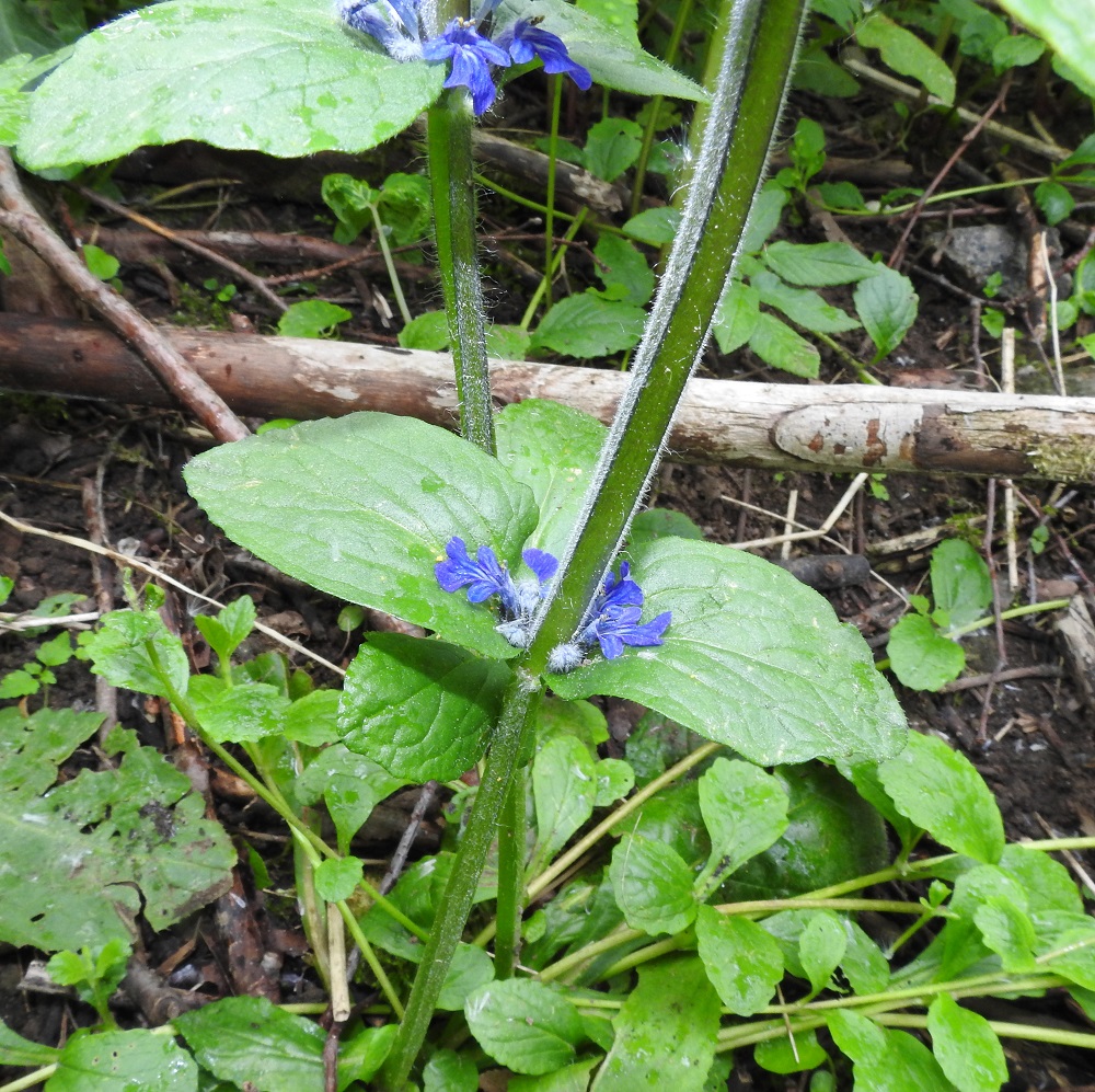 Ajuga reptans - rönsyakankaalin varsi on nelisärmäinen sekä kahta vastakkaista syrjää myöten tiheästi valkokarvainen. Valtaosa karvoituksesta on lyhyen nukkamaista, mutta seassa on myös pitempiä, kihartuvia karvoja. Varsilehdet ovat aivan verson alaosaa lukuun ottamatta ruodittomia ja soikeita, puikeita tai pitkänpyöreitä. Niiden lapa on kookkaimmillaan noin 6 cm pitkä ja noin 3 cm leveä. Pyöreähkö- tai tylppäpäiset ja laidoiltaan matalanyhäiset varsilehdet toimivat myös kukkien tukilehtinä. EH, Kouvola, Kuusankoski, Savonsuon entinen, peitetty ja laidoiltaan metsittynyt teollisuuskaatopaikka-alue, johon ajettu myös puutavaran varastokenttien pohjia, 11.6.2017. Copyright Hannu Kämäräinen.