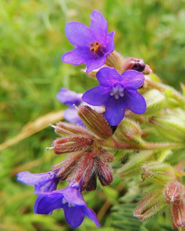 Anchusa officinalis - rohtorastin teriö on yleensä noin 8-12 mm leveä. Teriönsä varistaneiden verhiöiden kärjestä pilkistävät esiin emin vartalot ja luotit. Vartalon pituus on noin 9 mm. St, Pori, Reposaari, koillisranta, entisen satama-alueen vanha painolastikenttä, niittyalue, 14.7.2014. Copyright Hannu Kämäräinen.