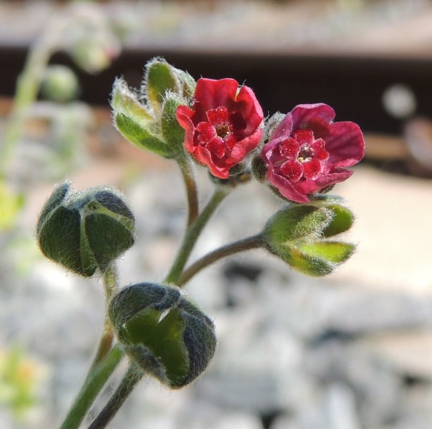 Cynoglossum officinale - rohtokoirankielen teriö on yhdislehtinen, kärkiosastaan kellomainen ja viisiliuskainen. Liuskat ovat noin 2-2,5 mm pitkät ja noin 2-3 mm leveät sekä tylppä- tai pyöreäpäiset. Teriönsä tiputtaneiden verhiöiden koko alkaa nopeasti kasvaa ja alimmassa niistä näkyy, kuinka hedelmälohkot alkavat kehittyä. Niiden välissä oleva, kukinnan aikaan vain noin 2 mm pitkä emin vartalo vankistuu. EH, Nokia, Myllyhaka, Raision Melian myllyalue Rounionkadun ja rautatien välissä, radanvarsi aidatun myllyalueen kulmassa, 21.6.2016. Copyright Hannu Kämäräinen.