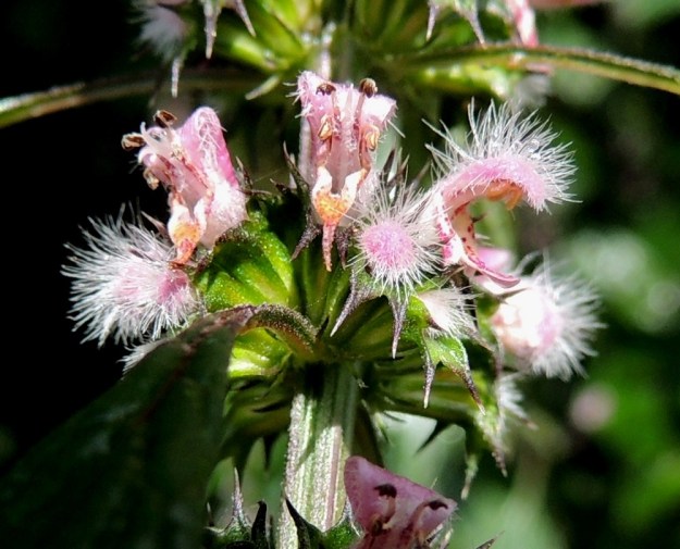 Leonurus cardiaca subsp. cardiaca - rohtonukulan subsp. lännenrohtonukulan teriöntorven yläosaan kiinnittyneitä heteitä on neljä ja niistä kaksi on pitempää ja kaksi lyhyempää. Emi on yksivartaloinen ja kaksiluottinen. Ulospäin kaartuvat, valkoiset luotit näkyvät vasemmanpuoleisessa, jo pölytetyssä kukassa. Oikeanpuolimmainen kukka odottaa vielä pölyttäjäänsä. 30.7.2015. Copyright Hannu Kämäräinen.