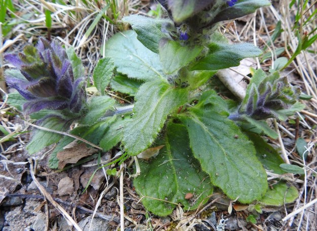 Ajuga pyramidalis - kartioakankaalin tyvellä on ruusukemaisesti varsilehtiä kookkaampia aluslehtiä, jotka ovat kukinta-aikanakin kuihtumattomia. Varsilehdet ovat ruodittomia, soikeita tai vastapuikeita ja yleensä noin 1,5-5 cm pitkiä sekä leveimmältä kohtaa noin 0,7-1,5 cm leveitä. Kaikki lehdet ovat matalasti isonyhäisiä tai lähes ehytlaitaisia. EH, Riihimäki, Kenkiä, Kenkiäntieltä, n. 400 m tien alusta, itään lähtevä metsätieura ja sen laiteet, 2.6.2020. Copyright Hannu Kämäräinen.