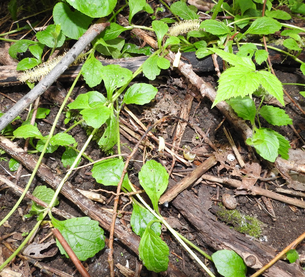 Ajuga reptans - rönsyakankaalin tieteellinen ja suomalainen nimi viittaavat tyveltä kasvaviin ja jopa 50 cm pitkiin pintarönsyihin. Rönsyt ovat kaljut ja niiden juurehtiviin nivelkohtiin kasvaa aluksi yksi lehtipari. Lehdet ovat ruodilliset ja soikeat tai lähes pitkänpyöreät. Niiden ruoti on kapeasti siipipalteinen ja lapa on useimmiten noin 2-4 cm pitkä ja leveimmältä kohtaa noin 1-2,5 cm leveä. EH, Kouvola, Kuusankoski, Savonsuon entinen, peitetty ja laidoiltaan metsittynyt teollisuuskaatopaikka-alue, johon ajettu myös puutavaran varastokenttien pohjia, 11.6.2017. Copyright Hannu Kämäräinen.