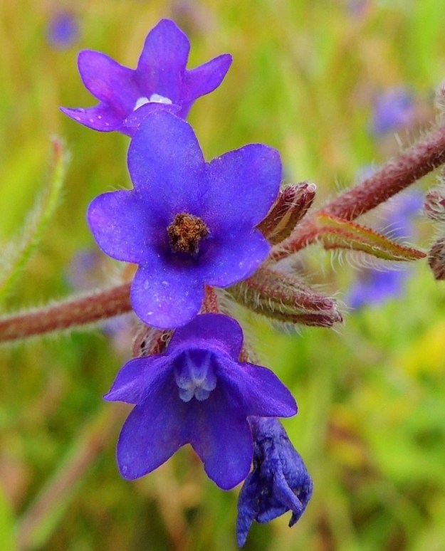 Anchusa officinalis - rohtorastin kukan teriönliuskat ovat noin 3-4 mm pitkiä ja noin 2-3 mm leveitä. Teriön nielun peittävät viisi ulkonevaa, valkoista ja tiheäkarvaista suomua, jotka jättävät peittoonsa viisi lyhyttä hedettä ja emin. Suomut muuttuvat myöhemmin ruskeiksi. St, Pori, Reposaari, koillisranta, entisen satama-alueen vanha painolastikenttä, niittyalue, 14.7.2014. Copyright Hannu Kämäräinen.