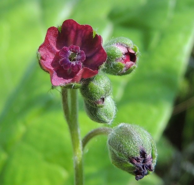 Cynoglossum officinale - rohtokoirankielen teriön nielun suulla on viisi ulkonevaa, suunnilleen teriön väristä ja läpimitaltaan noin 1 mm:n mittaista, lisäteriömäistä lisäkettä, jotka tekevät nieluaukon ahtaaksi. Heteitä on viisi. Ne ovat lyhytpalhoisia ja niiden ponnet yltävät nieluaukon suulle. EH, Nokia, Myllyhaka, Raision Melian myllyalue Rounionkadun ja rautatien välissä, aidatun myllyalueen kulma radanvarressa, 5.7.2013. Copyright Hannu Kämäräinen.