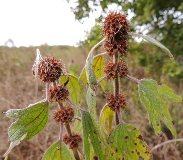 Leonurus cardiaca subsp. villosus - rohtonukulan subsp. villarohtonukulan verhiöistä näkyvät nelilohkoiset, ruskeat hedelmät kehittyessään paisuttavat latvan osakukinnot pallomaisiksi. EH, Kouvola, Kuusankoski, Saksanahon entinen, peitetty teollisuuskaatopaikka, Savonsuo, täyttöalueen eteläosa, 6.9.2015. Copyright Hannu Kämäräinen.