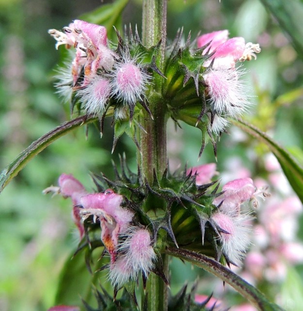 Leonurus cardiaca subsp. cardiaca - rohtonukulan subsp. lännenrohtonukulan kukan verhiö on kellomainen, kärjestään viisiliuskainen ja liuskoihin päättyen vahvan kohosuoninen. Sen pituus ilman kärkiliuskoja on tavallisesti noin 3,5-4,5 mm. Kärkiliuskat ovat leveätyvisen piikkimäiset ja yleensä noin 1,5-2,5 mm pitkät. Verhiö on muuten vihreä mutta usein liuskoistaan sinipunainen. Kärkiosa ja liuskat ovat lyhytvartisen nystykarvaiset. 30.7.2015. Copyright Hannu Kämäräinen.
