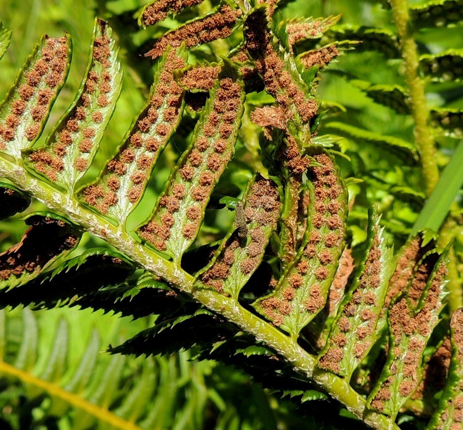 Polystichum lonchitis - suippohärkylän itiöpesäkeryhmä avautuu repeytymällä. Katesuomun rippeet jäävät sykeröksi itiöpesäkeryhmän keskelle. Vapautuva itiöpöly on ruskeaa. 16.7.2013. Copyright Hannu Kämäräinen.