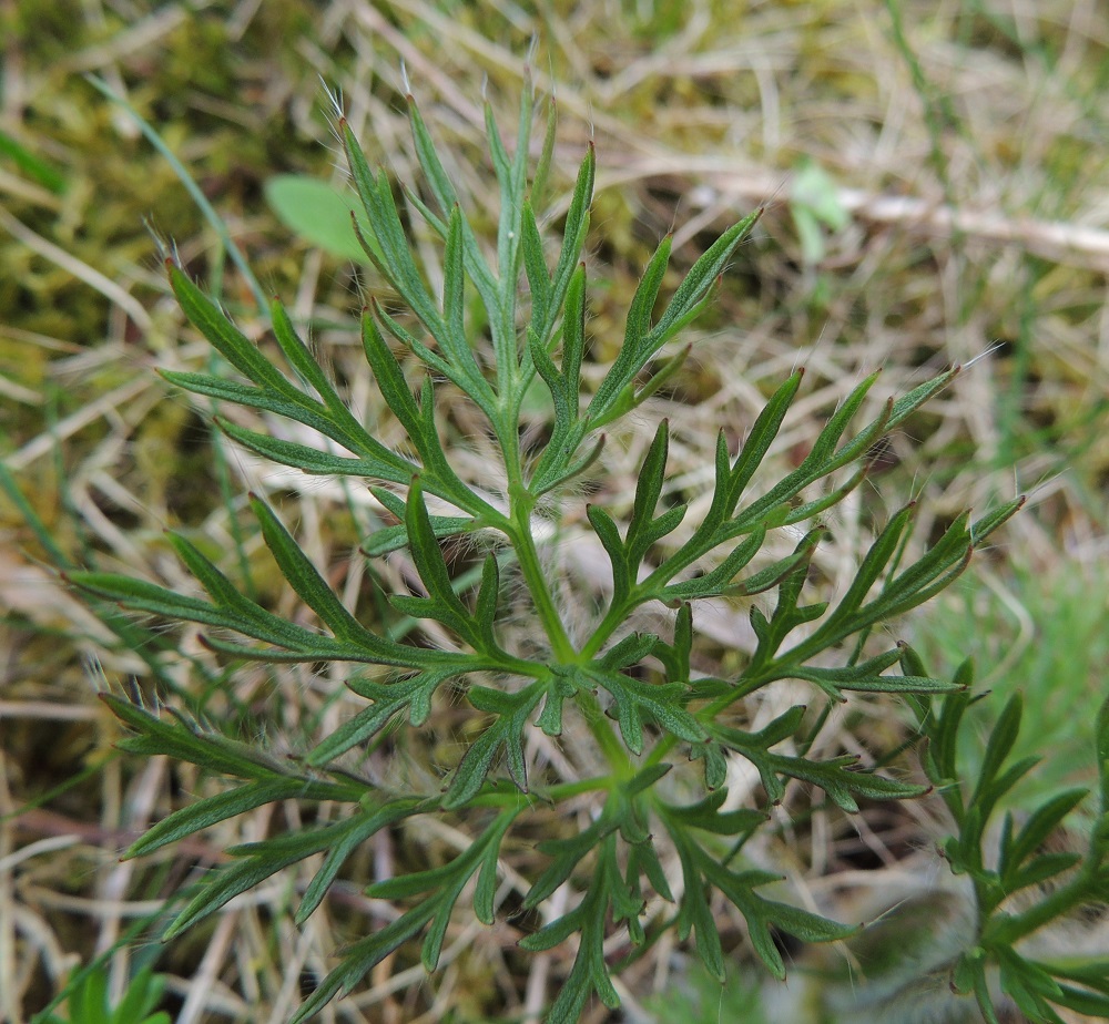 Pulsatilla vulgaris subsp. vulgaris - lännenkylmänkukan aluslehtien lapa on 2-4 kertaa pariliuskainen. Liuskat ovat vain noin 0,5-2 mm leveitä. 18.5.2013. Copyright Hannu Kämäräinen.