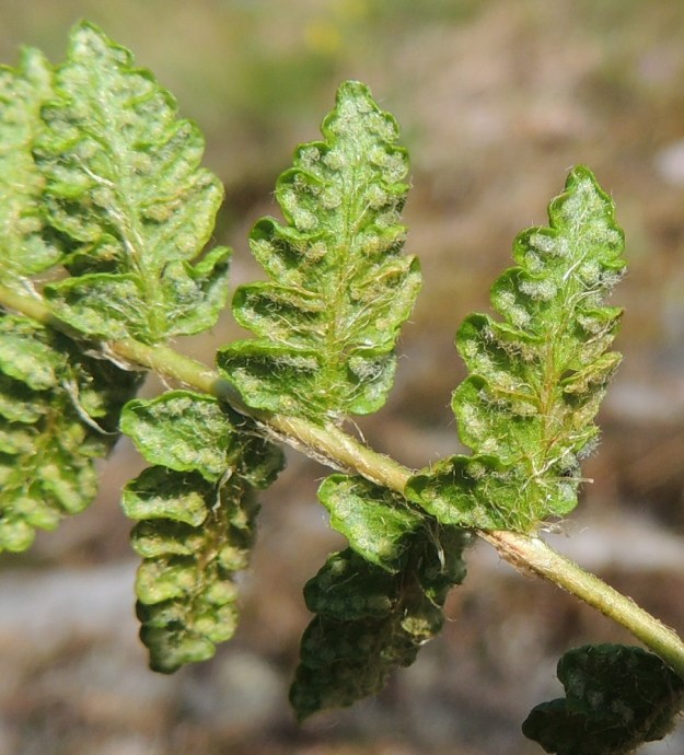 Woodsia ilvensis - karvakiviyrtin itiöpesäkeryhmät kiertävät sivulehdyköiden liuskojen reunoja myötäilevinä riveinä. Ne ovat pyöreitä ja halkaisijaltaan enintään noin 1 mm. EH, Hattula, Lahdentaka, Vanajaniemi, Vohlion kallioniemeke Vanajaveden Vanajanselän rannassa, 25.6.2016. Copyright Hannu Kämäräinen.