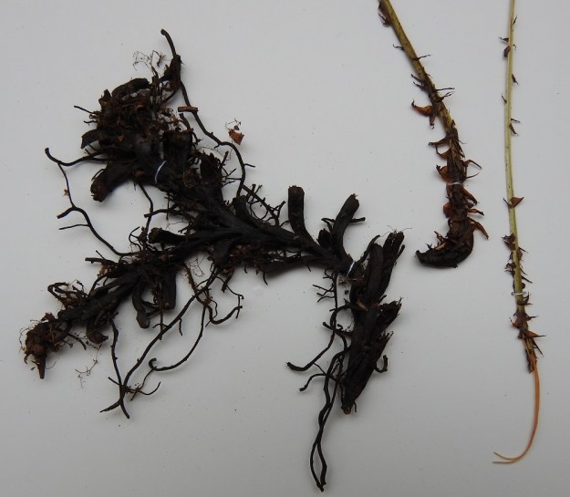 Diplazium sibiricum - taigamyyränportaan maavarsi on pitkä, haarova ja vaakatasoinen sekä musta ja tummasuomuinen. Vanhojen lehtiruotien tyvet näkyvät maavarren haaroissa. EH, Hattula, Nihattula, Ilveskallion luoteispuolinen, lehtomainen, kuusivaltainen rinnemetsä, puron varsi, 9.7.1994. Kuva näytteestä, copyright Hannu Kämäräinen.