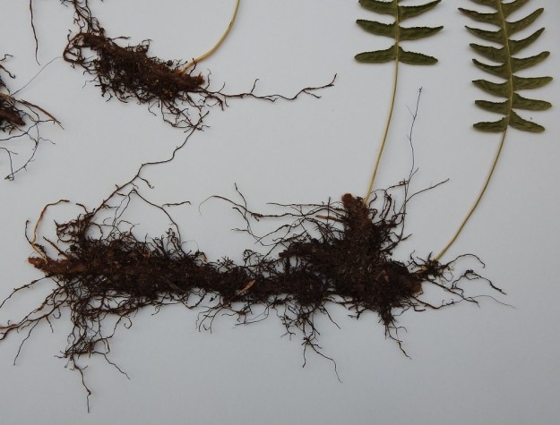 Polypodium vulgare - pohjankallioimarteen maavarsi on ruskea ja rangaltaan noin 5-7 mm paksu. Sitä ympäröivät tiheästi ruskea suomupeite ja enemmän tai vähemmän karvaiset juuret. Kuvasta näkee hyvin, kuinka lehdet versovat maavarresta yksittäin. A, Lemland, Norrby, Lumparn, Segelgrundet-saari Önningbyfjärdenin suulla, saaren kallioketoalueen laita, 18.7.1991. Kuva näytteestä, copyright Hannu Kämäräinen.