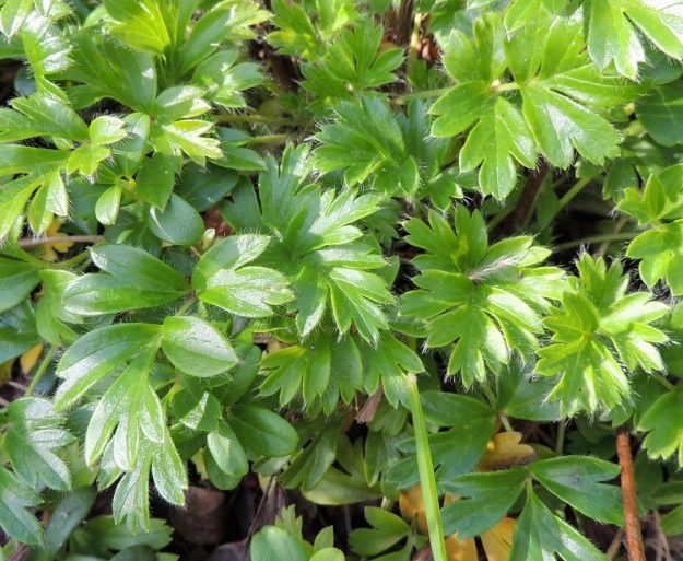 Pulsatilla vernalis - kangasvuokon uudet aluslehdet kasvavat kukinnan jälkeen hedelmävaiheessa ja ovat aluksi pystyhköt tai kohenevat. Lehtilapa on tavallisesti noin 5-7 cm pitkä, nahkea ja päältä vihreä sekä pitkäkarvainen. Lehdykät ovat leveähköliuskaisia ja -hampaisia. Ruoti on yleensä noin 2-10 cm pitkä ja karvainen. EH, Hämeenlinna, Tuulos, Mäntynummi, 9.8.2015. Copyright Hannu Kämäräinen.