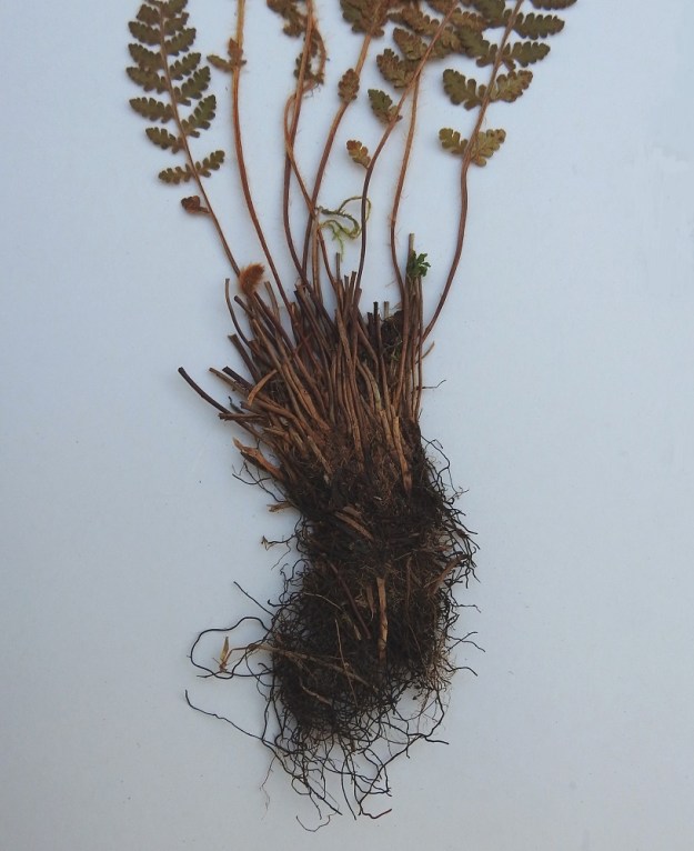 Woodsia ilvensis - karvakiviyrtin maavarsi on lyhyt, pysty tai vino ja juurehtiva sekä tiheästi vanhojen, ruskeiden ja vuosikausia säilyvien lehdentyvien peittämä. Lehdet kasvavat maavarren kärjestä tiiviinä kimppuna. A, Lemland, Norrby, Lumparn, Segelgrundet-saari Önningbyfjärdenin suulla, saaren kallioketoalueen laita, 24.7.1991. Kuva näytteestä, copyright Hannu Kämäräinen.