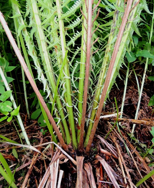 Matteuccia struthiopteris - kotkansiiven lehdet kasvavat kimppuina maavarren kärjestä. Vanhojen itiöpesäkkeettömien lehtien kuihtuneet ruodit näkyvät kuvassa pitkin maata. Sen sijaan edellisvuotiset itiöpesäkkeelliset lehdet näkyvät ruskeavartisina uuden lehtisuppilon ulkolaidalla. Itiöpesäkkeettömien lehtien ruoti on lyhyt, yleensä enintään noin 10 cm pitkä. Usein pienet ja hennot lehtilavan sivulehdykät alkavat jo läheltä maanrajaa. EH, Hämeenlinna, Loimalahti, Kuokkamaa, avoin sähkölinjakaista Myllyojan puron länsirannalla, 25.6.2014. Copyright Hannu Kämäräinen.