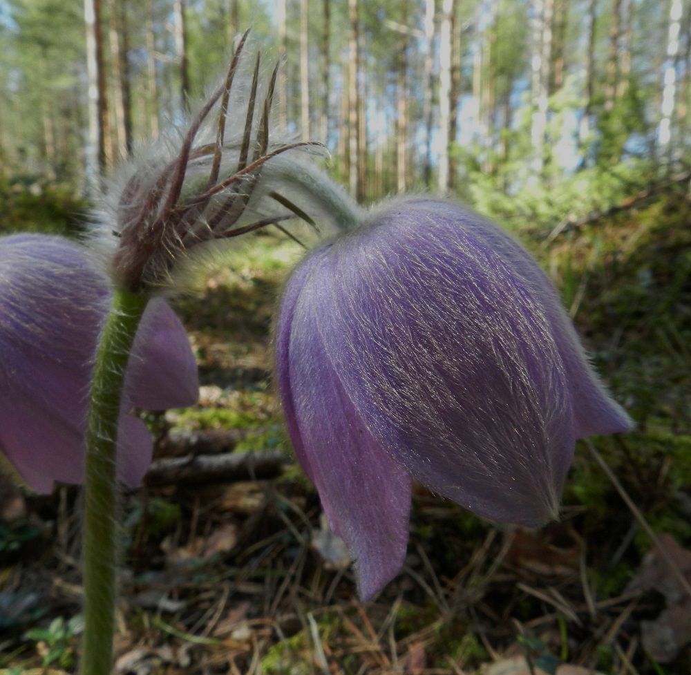 Pulsatilla patens x vernalis - liilakylmänkukka, (hämeenkylmänkukka x kangasvuokko). Kehälehtien ulkopinta on valko- tai vähän kellertäväkarvainen. Varsilehdet ovat noin 2-5 cm pitkiä ja tyvestään yhdiskasvuisia. Ne ovat pitkästi kapealiuskaisia ja kiertävät vartta yhtenäisenä kiehkurana. Liuskat ovat haaromattomia, vihreitä tai kuvan tavoin ruskehtavia ja valko- tai kellertäväkarvaisia. 13.5.2012. Copyright Hannu Kämäräinen.