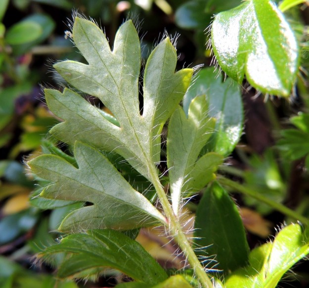 Pulsatilla vernalis - kangasvuokon lehtilapa on alapuolelta harmahtavanvihreä. Niin lehdykät kuin lavan keskirankakin ovat pitkä- ja valkokarvaisia. EH, Hämeenlinna, Tuulos, Mäntynummi, 9.8.2015. Copyright Hannu Kämäräinen.