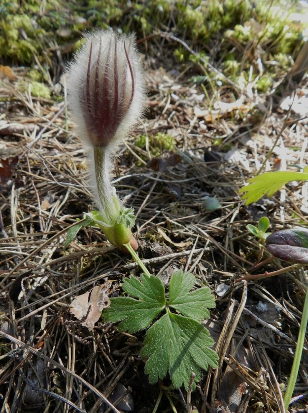 Pulsatilla patens x vernalis - liilakylmänkukka, (hämeenkylmänkukka x kangasvuokko). Nuppuvartta, jossa kehittyvä kukka piileksii vielä varsilehtien suojassa, on lähes mahdoton erottaa puhtaasta hämeenkylmänkukasta. Tyvellä talvehtinut lehti paljastaa yksilön kuitenkin risteymäksi, koska hämeenkylmänkukan kaikki lehdet lakastuvat syksyllä.. EH, Hämeenlinna, Tuulos, Mäntynummi, 1.5.2012. Copyright Hannu Kämäräinen.