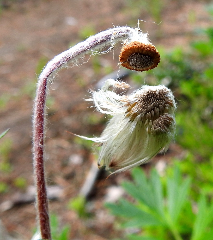 Pulsatilla patens x vernalis - liilakylmänkukka, (hämeenkylmänkukka x kangasvuokko). Kukkaperä pitenee kukinnan jälkeen enimmillään jopa 30 cm pitkäksi. Risteymään kehittyy hyvin vähän tai ei ollenkaan pähkylöitä. Kukinnan lopputuloksena syntyvät harvat pähkylät ovat lisääntymiskyvyttömiä. Kuvan kokonaisena irronneen lenninhaiventukon oikeassa laidassa näkyy tummempana muutamia, kehittymättömiä pähkylänalkuja. 16.6.2019. Copyright Hannu Kämäräinen.