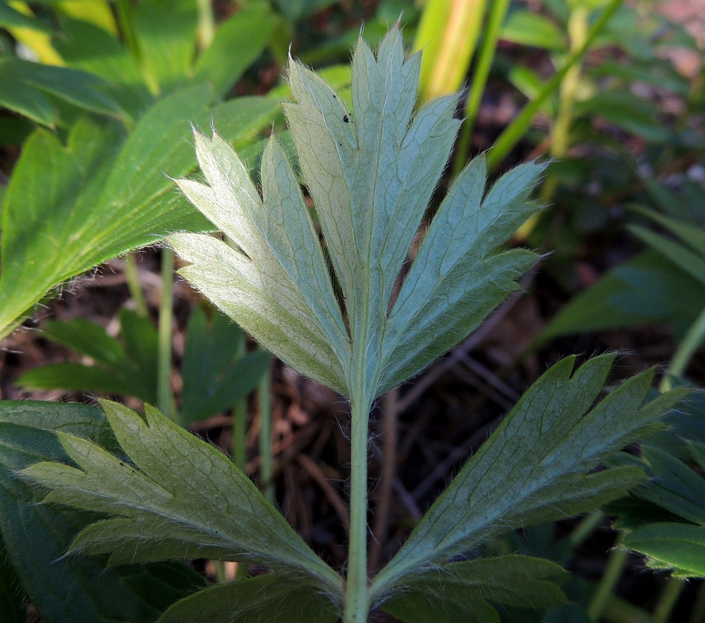 Pulsatilla patens x vernalis - liilakylmänkukka, (hämeenkylmänkukka x kangasvuokko). Lehtilapa on päältä niukemmin ja alta tiheämmin pitkäkarvainen. Karvat muodostavat pienet tupsut liuskojen ja hampaiden kärkiin. Lehden alapinnan värisävy on harmaanvihreä. 9.8.2015. Copyright Hannu Kämäräinen.