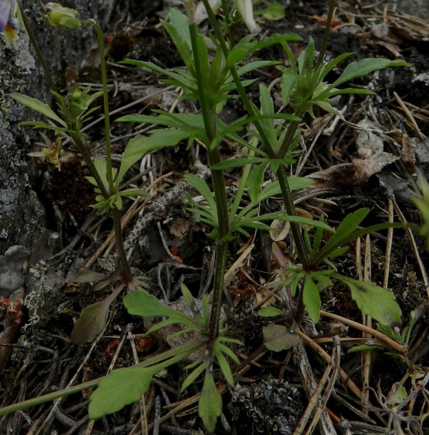 Viola tricolor - keto-orvokin varsilehtien lapa on nyhälaitainen, puikea, soikea tai suikea, useimmiten kiilatyvinen ja tylppä- tai teräväkärkinen. Se on yleensä noin 1-4 cm pitkä ja leveimmältä kohtaa noin 0,5-1 cm leveä. Varsilehtien ruoti on noin 0,5-2 cm pitkä. Lehden molemmin puolin ovat sen kokoon nähden suhteettoman kookkaat ja liuskaiset korvakkeet. EH, Hämeenlinna, Luhtiala, Aulangonjärven koillisrannan rantakalliojyrkänne, Levonkallio, 23.6.2012. Copyright Hannu Kämäräinen.