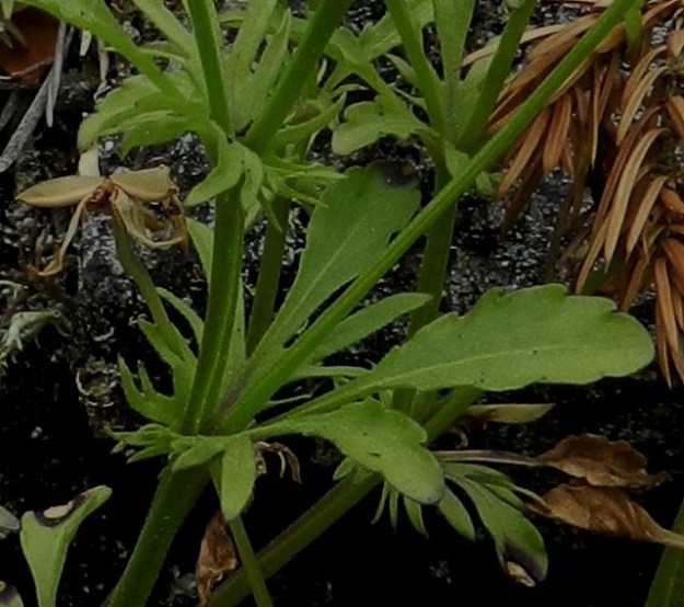 Viola tricolor - keto-orvokin varsilehtien korvakkeet ovat lehtimäiset, syvään ja kapeasti pariliuskaiset tai alimmat toisinaan lähes sormijakoiset. Kärkiliuska on muita selvästi isompi ja kapean vastapuikea, kielimäinen, suikea tai lähes tasasoukka sekä ehyt tai nyhälaitainen. Korvakkeet ovat tavallisesti noin 0,5-3 cm pitkät ja jättävät pitkine liuskoineen varsinaisen lehden lähes varjoonsa. EH, Hämeenlinna, Luhtiala, Aulangonjärven koillisrannan rantakalliojyrkänne, Levonkallio, 23.6.2012. Copyright Hannu Kämäräinen.