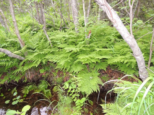 Diplazium sibiricum - taigamyyränporras on Suomessa harvinainen ja itäinen laji, jonka voi hyvällä onnella tavata mm. varjoisista lehtokorvista, purojen ja allikoiden laiteilta sekä kallionaluslehdoista ja rotkolaaksoista. Kn, Suomussalmi, Kiannanniemi, Vasonniemi, Kiantajärven Lautalahden rantaan loivasti laskeva metsänotkelma, joka muuttuu allikkoiseksi leppäkorveksi, luonnonsuojelualue, 12.7.2015. Copyright Hannu Kämäräinen.