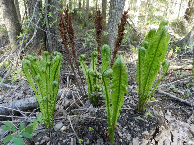 Matteuccia struthiopteris - kotkansiiven itiöpesäkkeettömät lehdet nousevat keväällä sauvamaisen kärkikierteisinä ja hennonvihreinä kimppuina. Kovat, jäykät ja ruskeat itiöpesäkkeelliset lehdet törröttävät pystyssä läpi talven ja notkistuvat maatumiselle vasta kesän kuluessa. EH, Hämeenlinna, Lammi, Vähä-Evo, Kallio- ja Ekojärven välinen puro Vähä-Evontien itäpuolella, tervaleppäkorpi, puronvarsi, 13.5.2012. Copyright Hannu Kämäräinen.
