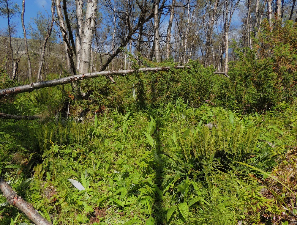 Polystichum lonchitis - suippohärkylä on Suomessa harvinainen, rauhoitettu laji, jonka yksilömäärästä valtaosa kasvaa Käsivarren Lapin kärkiosassa. Siellä sen kasvupaikkoja ovat lähinnä varjoisat tunturikivikot sekä rinneseinämien tyvet ja hyllyt. EnL, Enontekiö, Kilpisjärvi, Saanan lounainen alarinne luonnonsuojelualueen kaakkoispuolella, Käsivarrentieltä (tie 21) loivasti Saanaa kohti nouseva tunturikoivikkorinne, 525 m mpy, 16.7.2013. Koko kuvasarja on samalta kasvupaikalta. Copyright Hannu Kämäräinen.