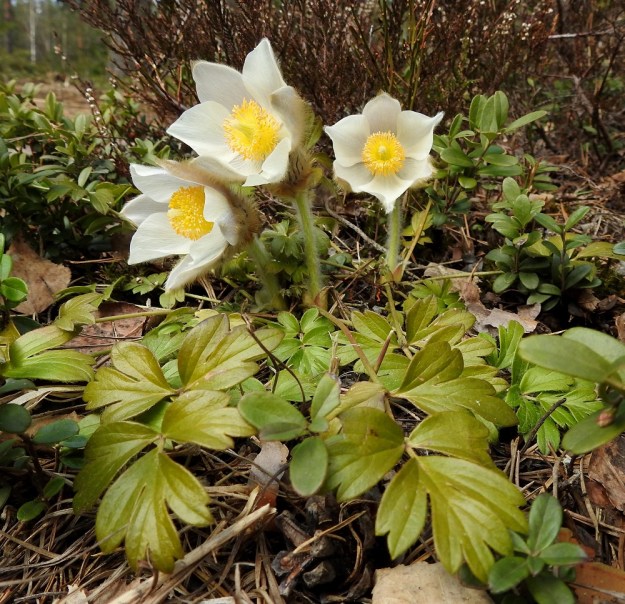 Pulsatilla vernalis - kangasvuokon kukinta-aikaan vaikuttaa ilmastonmuutoksen myötä tapahtuva kevään aikaistuminen, kuten tämä huhtikuun puolivälin jälkeinen kuva osoittaa. EH, Hämeenlinna, Tuulos, Mäntynummi, 19.4.2020. Koko kuvasarja on samalta kasvualueelta. Copyright Hannu Kämäräinen.