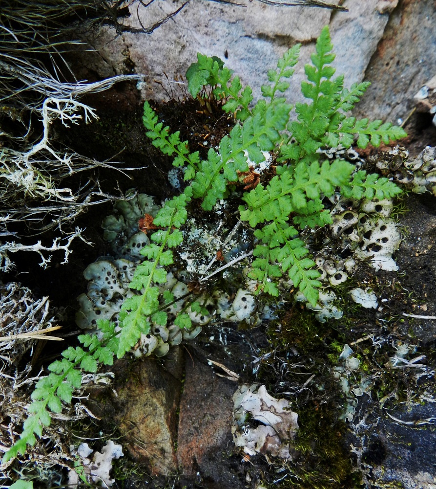 Woodsia alpina - tunturikiviyrtti on kalkinsuosija, joka on sitoutunut täysin kalliomaastoon. Sen voi tavata kallioseinämien ulokkeilta ja kallionraoista sekä louhikoista. Noin 4-15 cm pitkät lehdet nousevat usein 2-10 lehden ryhminä lyhyen maavarren kärjestä. Ks, Kuusamo, Juuma,  Ala-Juumajärven koillisrannalla olevan leirintäalueen ja Jyrävänjärvelle vievän Niskakosken välinen kallioseinämämuodostuma, joka nousee suoraan Ala-Juumajärvestä, länsipuolen seinämä, 9.7.2011. Copyright Hannu Kämäräinen.