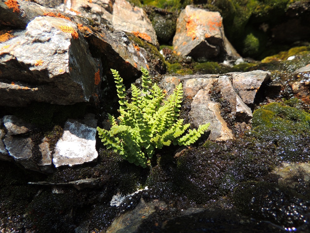 Woodsia glabella - kaljukiviyrtti on kalkinsuosija, joka kasvaa kalliorinteillä ja -seinämillä sekä louhikoissa. Sitä esiintyy harvinaisena vain Koillismaan, Kittilän Lapin, Enontekiön Lapin ja Inarin Lapin eliömaakunnissa. EnL, Enontekiö, Kilpisjärvi, Saanan lounaisrinne, ensimmäinen, matala pahtaseinämä tunturikoivikkorinteessä, retkeilykeskuksen kohdalla, luonnonsuojelualue, 600 m mpy, 17.7.2013. Copyright Hannu Kämäräinen.