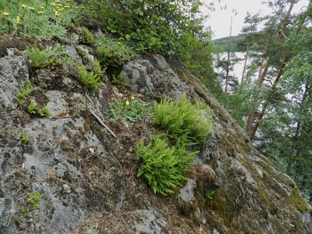 Woodsia ilvensis - karvakiviyrtin löytää useimmiten karuhkoilta ja aurinkoisilta kallioilta. EH, Hämeenlinna, Luhtiala, Aulangonjärven koillispuoli, Levonkallio, rannasta nouseva jyrkkä kalliorinne, yläosan rinteet ja kalliohyllyt, 23.6.2012. Copyright Hannu Kämäräinen.
