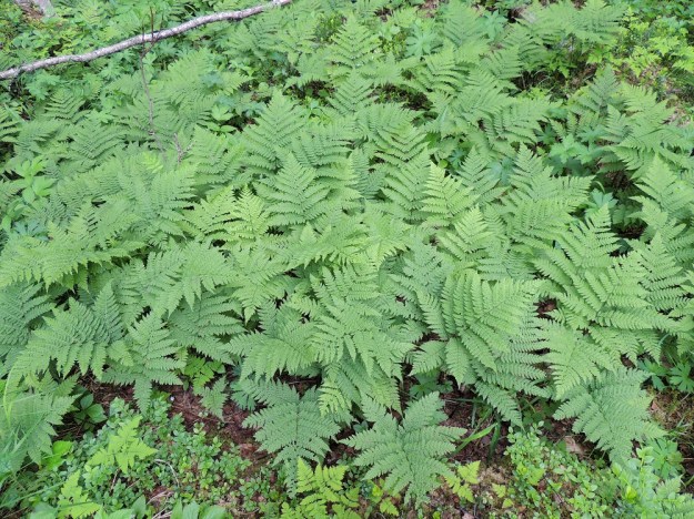 Diplazium sibiricum - taigamyyränportaan maavarsi on pitkä, haarova ja vaakatasoinen. Levittäytyvät maavarret voivat hyvillä kasvupaikoilla muodostaa tiheitä ja laajoja kasvustoja, joissa erillisten yksilöiden rajoja on mahdoton havaita. Ks, Kuusamo, Juuma, Jyrävänjärven pohjoispään itäpuoli, Lammasvuoma, rotkolaakson alarinne ja pohja-alue lähellä Oulangan kansallispuiston rajaa, 13.7.2015. Copyright Hannu Kämäräinen.