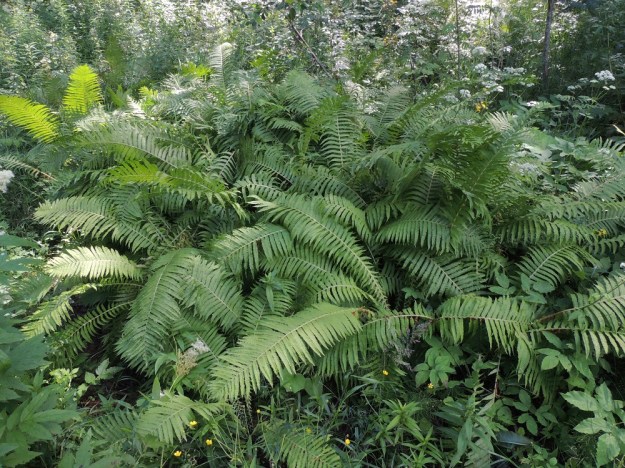 Matteuccia struthiopteris - kotkansiiven maavarsi on lyhyt ja pysty, mutta se kasvattaa myös rönsyjä, joiden avulla kasvustot levittäytyvät usein tiheiksi ja laajoiksi. EH, Hämeenlinna, Idänpää, Kihtersuo, Aulangonjärven eteläpuoli , lehtoisen sekametsän laide, 14.7.2016. Copyright Hannu Kämäräinen.