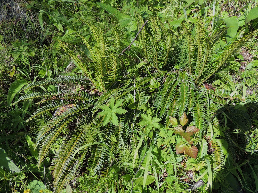 Polystichum lonchitis - suippohärkylä voi kasvaa yksittäin tai tiiviinäkin yksilöryhmänä. Sen lehdet talvehtivat. Kuvassa talvehtineet lehdet näkyvät maata kohti taipuneina ja kuluvan kasvukauden uudet lehdet pystyinä. 16.7.2013. Copyright Hannu Kämäräinen.