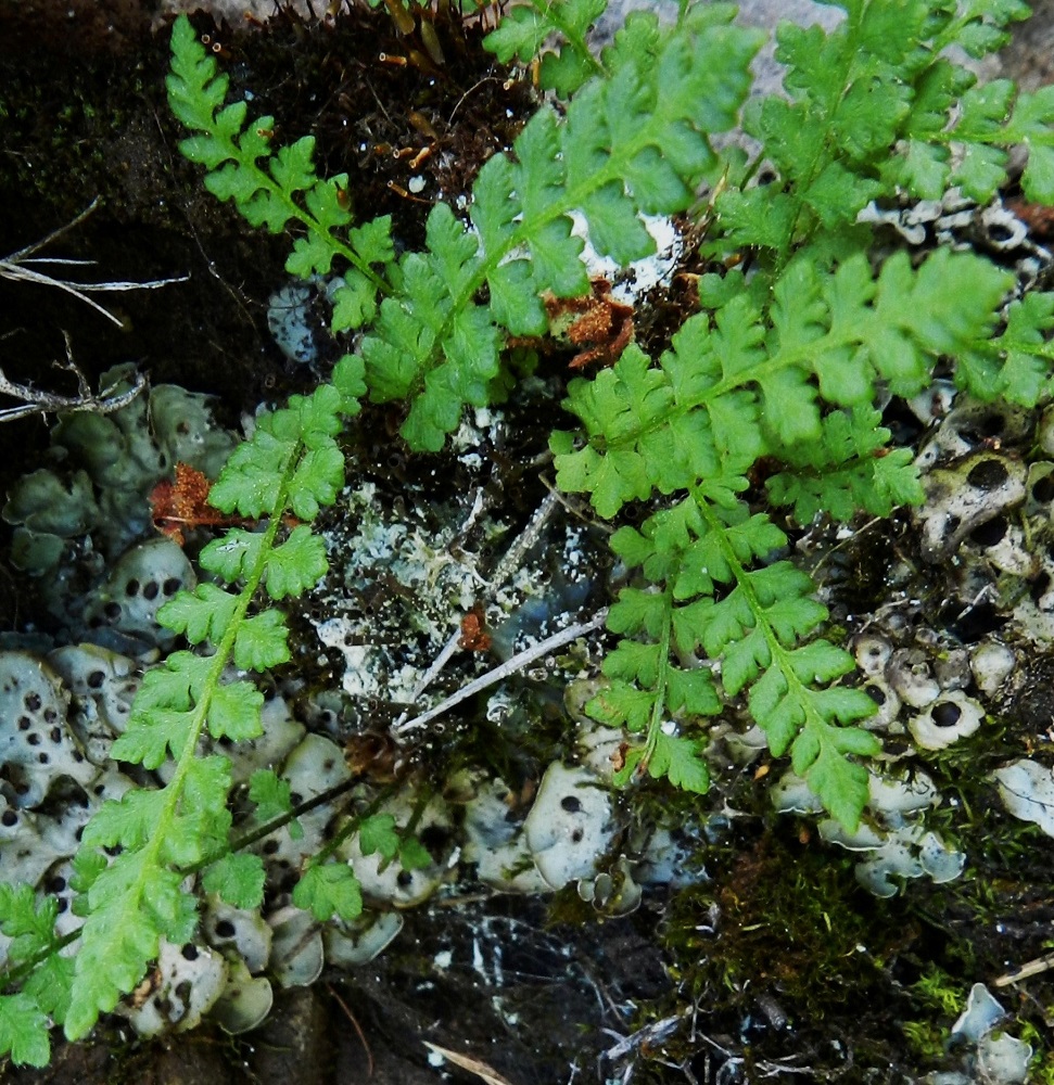 Woodsia alpina - tunturikiviyrtin lehdet ovat kertaalleen parilehdykkäiset. Sivulehdykät ovat leveänpuikeat tai kolmiomaiset. Ks, Kuusamo, Juuma,  Ala-Juumajärven koillisrannalla olevan leirintäalueen ja Jyrävänjärvelle vievän Niskakosken välinen kallioseinämämuodostuma, joka nousee suoraan Ala-Juumajärvestä, länsipuolen seinämä, 9.7.2011. Copyright Hannu Kämäräinen.