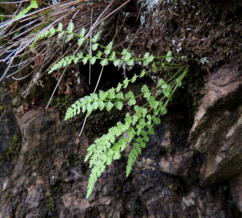 Woodsia glabella - kaljukiviyrtin lehdet kasvavat maavarren kärjestä tavallisesti noin 2-10 lehden ryhmänä. Maavarsi on lyhyt, yleensä pysty ja juurehtiva. Se ankkuroituu usein kallionrakoihin. Ks, Kuusamo, Juuma, Lammasvuoma, rotkolaakson seinämärinne hieman Oulangan kansallispuiston luoteispuolella, 13.7.2015. Copyright Hannu Kämäräinen.