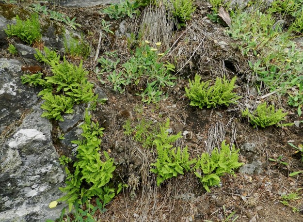 Woodsia ilvensis - karvakiviyrtti pureutuu lyhyillä mutta juurehtivilla maavarsillaan kallionrakoihin ja kalliohyllyjen niukkaan humukseen. Kuvassa seuralaisena huopavoikeltano, Pilosella officinarum. EH, Hämeenlinna, Luhtiala, Aulangonjärven koillispuoli, Levonkallio, rannasta nouseva jyrkkä kalliorinne, yläosan rinteet ja kalliohyllyt, 23.6.2012. Copyright Hannu Kämäräinen.