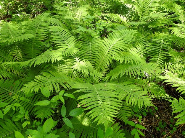 Matteuccia struthiopteris - kotkansiipi on helppo tunnistaa leveän suppilomaisesti kasvavista, itiöpesäkkeettömistä lehdistään, jotka usein venyttävät pituutensa jopa puoleentoista metriin. EH, Hämeenlinna, Lammi, Vähä-Evo, Kallio- ja Ekojärven välinen puro Vähä-Evontien itäpuolella, tervaleppäkorpi, puronvarsi, 21.6.2020. Copyright Hannu Kämäräinen.
