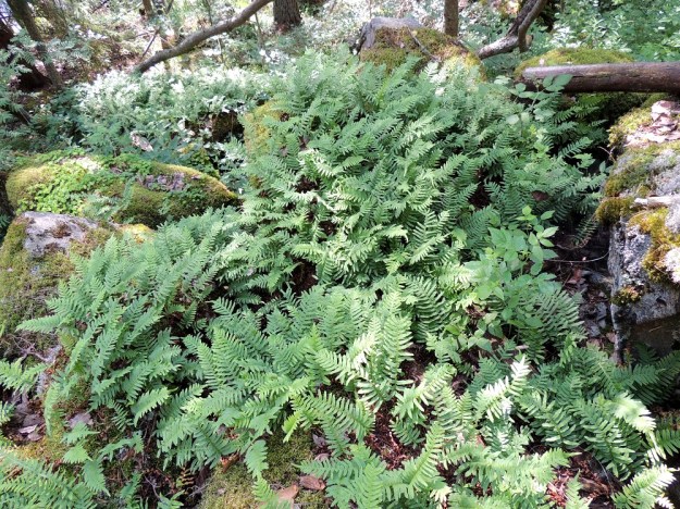 Polypodium vulgare - pohjankallioimarteen maavarsi on vaakasuora, pitkähkö ja haarova. Joka suuntaan suikertaessaan se synnyttää kasvustollisesti tiheitä ja laajojakin lehtiryppäitä. Tällaisen kasvuston äärellä on mahdotonta arvioida, kuinka monta eri yksilöä siinä on vai onko koko komeus lähtöisin samasta emoyksilöstä. EH, Asikkala, Kalkkinen, Kymijoen koillisrannalla olevan Virtovuoren jyrkältä kalliomäeltä rantaan laskeva lehtometsärinne, luonnonsuojelualue, 3.7.2013. Copyright Hannu Kämäräinen.
