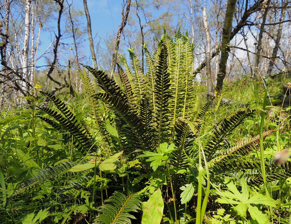 Polystichum lonchitis - suippohärkylän maavarsi on lyhyt ja yleensä pystyhkö. Lehdet nousevat siitä kimppuina. Lehtien ruoti on yleensä enintään noin 5 cm pitkä. 16.7.2013. Copyright Hannu Kämäräinen.