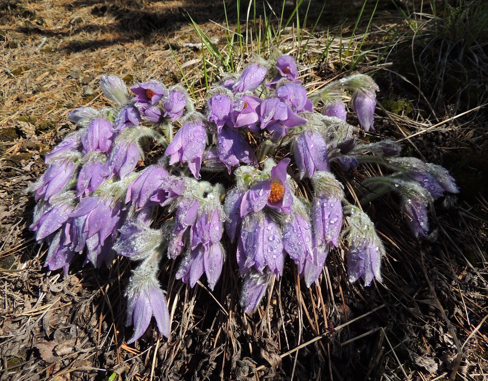 Pulsatilla patens - hämeenkylmänkukka on varhaisena kukkijana sopeutunut kestämään yöpakkasia - taipuu mutta elinvoima ei vähästä taitu. EH, Janakkala, Vuortenkylä, 3.5.2015. Copyright Hannu Kämäräinen.