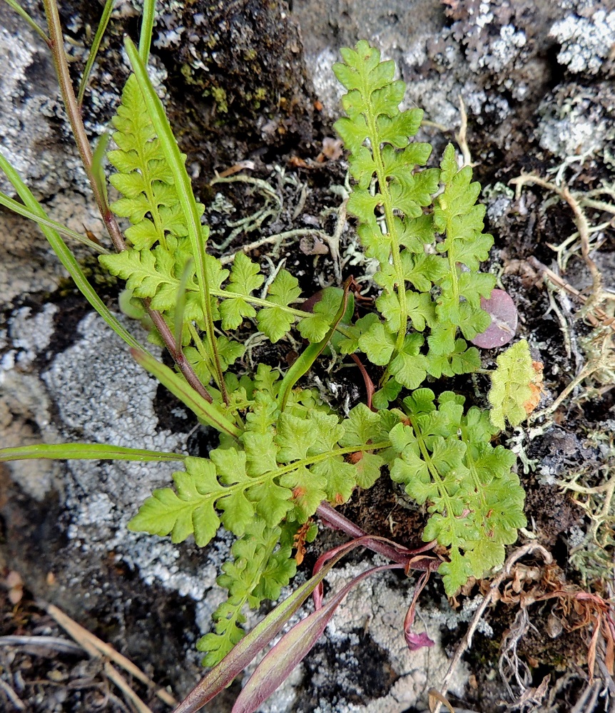 Woodsia glabella - kaljukiviyrtin lehdet ovat tavallisesti noin 3-13 cm pitkiä. Lehtilapa on kertaalleen parilehdykkäinen. Ks, Kuusamo, Juuma, Ala-Juuma-järven koilliskulma, mm. Myllykoskelle ja Jyrävälle vievän polun alussa oleva, jyrkkä rantakallioseinämä, 13.7.2015. Copyright Hannu Kämäräinen.