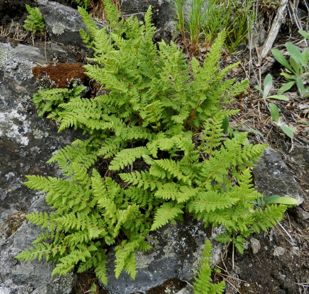 Woodsia ilvensis - karvakiviyrtin yksilöt kasvavat usein tiheinä ja monilehtisinä ryhminä. EH, Hämeenlinna, Luhtiala, Aulangonjärven koillispuoli, Levonkallio, rannasta nouseva jyrkkä kalliorinne, yläosan rinteet ja kalliohyllyt, 23.6.2012. Copyright Hannu Kämäräinen.