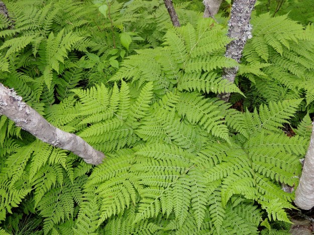 Diplazium sibiricum - taigamyyränportaan lehtilapa on leveän kolmiomainen, pitkäsuippuisen teräväkärkinen ja tavallisesti noin 15-30 cm pitkä sekä tyveltään noin saman levyinen. Lehtiruoti on yleensä lavan kanssa samaa mittaluokkaa. Kn, Suomussalmi, Kiannanniemi, Vasonniemi, Kiantajärven Lautalahden rantaan loivasti laskeva metsänotkelma, joka muuttuu allikkoiseksi leppäkorveksi, luonnonsuojelualue, 12.7.2015. Copyright Hannu Kämäräinen.