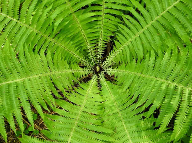 Matteuccia struthiopteris - kotkansiiven lehtisuppiloon katsova viehättyy näkemästään. Itiöpesäkkeettömät lehdet muodostavat symmetrisen kokonaisuuden ja kapenevat tasaisen sopuisasti tyveään kohti. Juhannuksen tietämillä itiöpesäkkeelliset lehdet vasta kurkistelevat lehtisuppilon keskeltä. EH, Hämeenlinna, Lammi, Vähä-Evo, Kallio- ja Ekojärven välinen puro Vähä-Evontien itäpuolella, tervaleppäkorpi, puronvarsi, 21.6.2020. Copyright Hannu Kämäräinen.