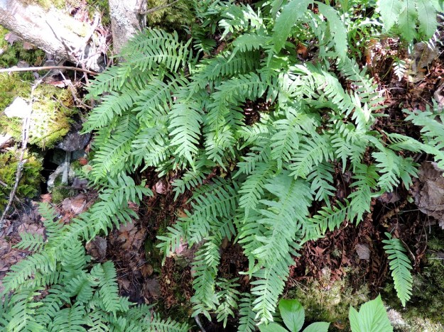 Polypodium vulgare - pohjankallioimarteen tiheän kasvuston nähdessään ei uskoisi, että lehdet nousevat maavarresta lähes aina yksittäin. Niinpä sammaleen ja kivenpinnan välissä täytyy silloin risteillä hyvin tiheä ja osin päällekkäinenkin maavarsikko. Lehdet talvehtivat ja kuihtuvat vasta kesän tullen, kun uudet lehdet ovat kasvaneet yhteyttämään ja keräämään ravintoa maavarsiin. EH, Asikkala, Kalkkinen, Kymijoen koillisrannalla olevan Virtovuoren jyrkältä kalliomäeltä rantaan laskeva lehtometsärinne, luonnonsuojelualue, 3.7.2013. Copyright Hannu Kämäräinen.